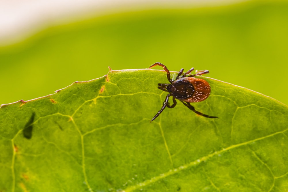 Braune Spinne auf grünem Blatt