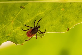 A close-up of a small tick crawling on the surface of a bright green leaf. The tick has a dark brown body with lighter brown legs and is positioned diagonally across the leaf. The texture and veins of the leaf are clearly visible.