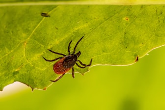 A close-up of a small tick crawling on the surface of a bright green leaf. The tick has a dark brown body with lighter brown legs and is positioned diagonally across the leaf. The texture and veins of the leaf are clearly visible.