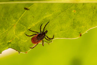 Close-up of a tick on a leaf in natural sunlight.