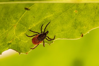 brown spider on green leaf