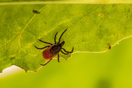 A close-up of a small tick crawling on the surface of a bright green leaf. The tick has a dark brown body with lighter brown legs and is positioned diagonally across the leaf. The texture and veins of the leaf are clearly visible.