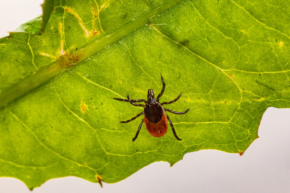 Braune Spinne auf grünem Blatt