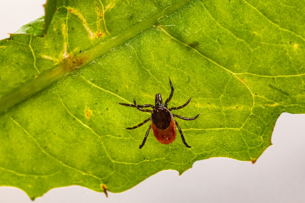 brown spider on green leaf