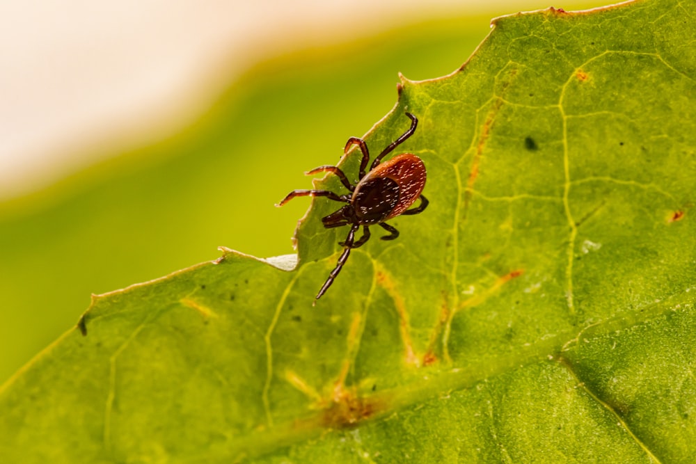 brown spider on green leaf