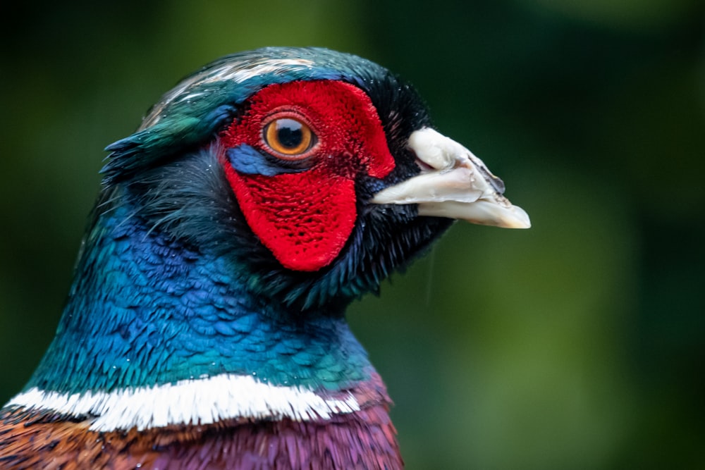 blue red and green bird