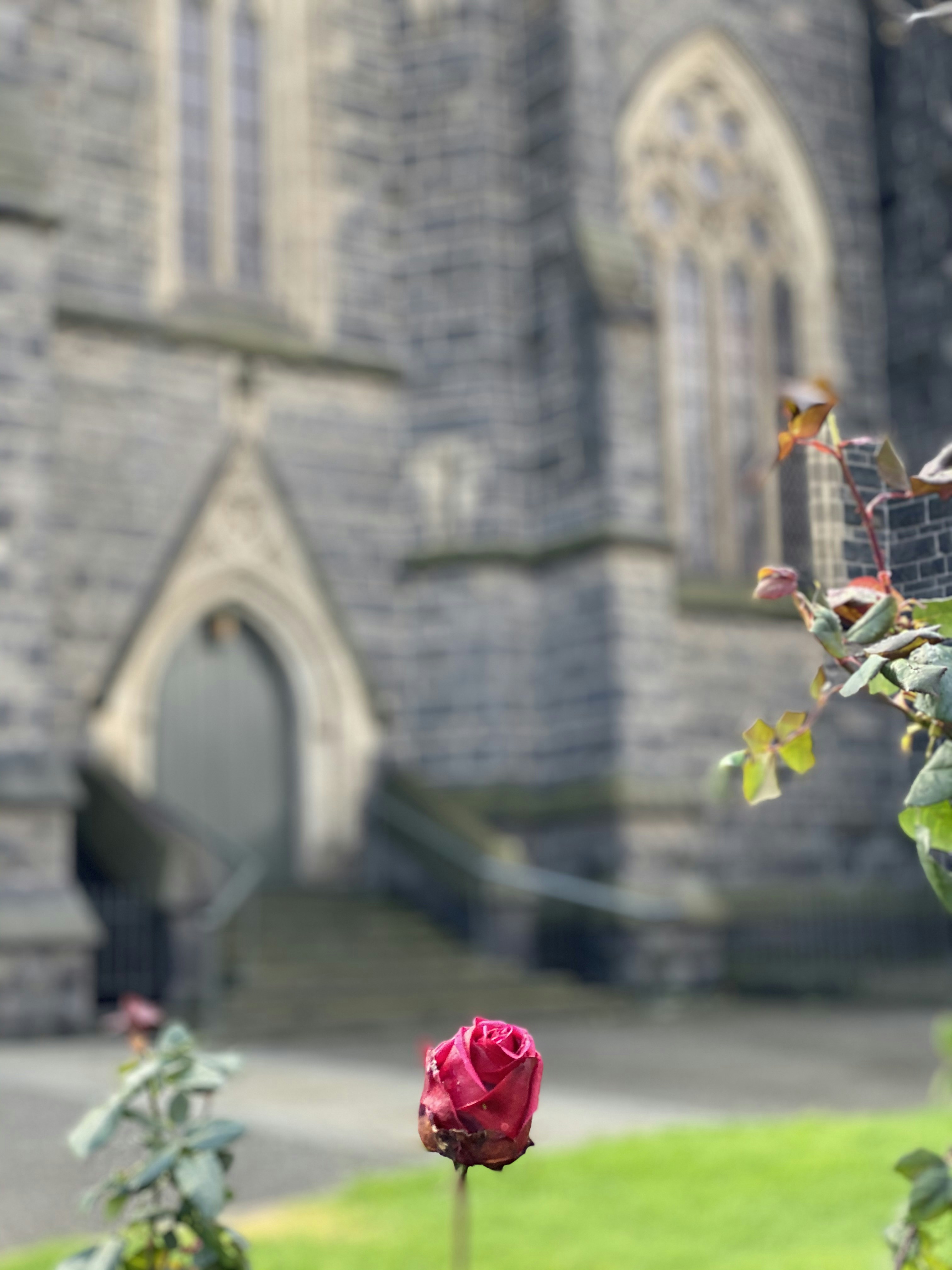 Rote Rose vor braunem Backsteingebäude