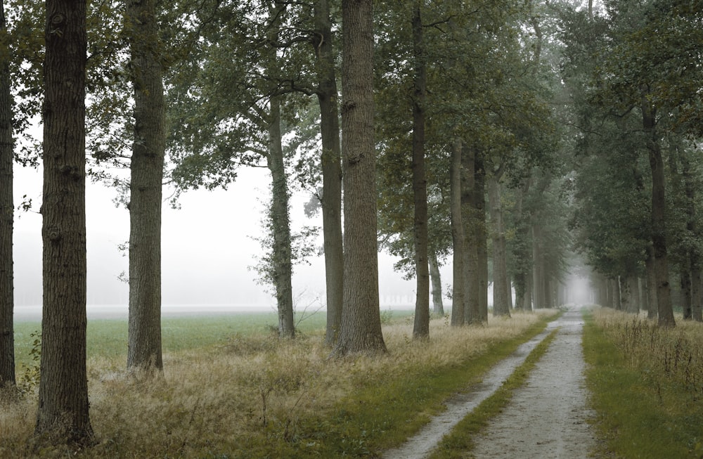 a path in the middle of a forest with tall trees