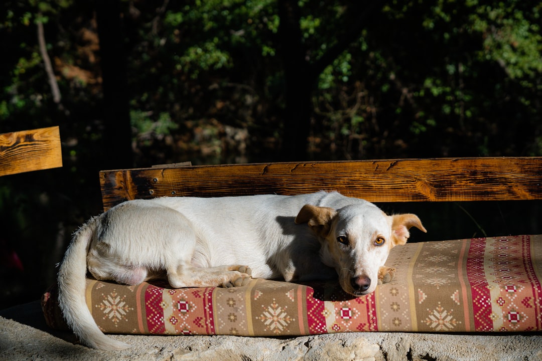 white short coated dog on brown wooden bench