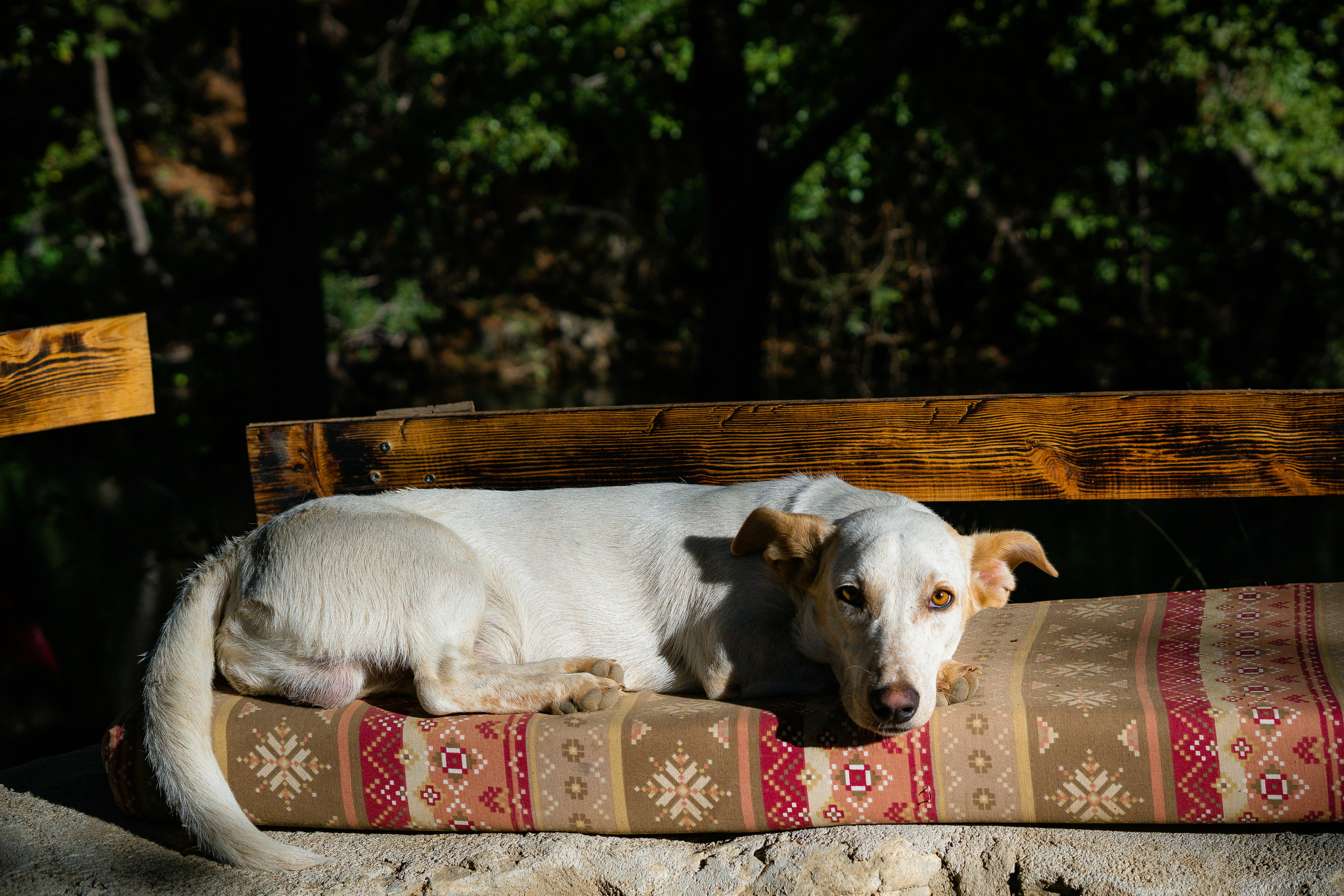 white short coated dog on brown wooden bench