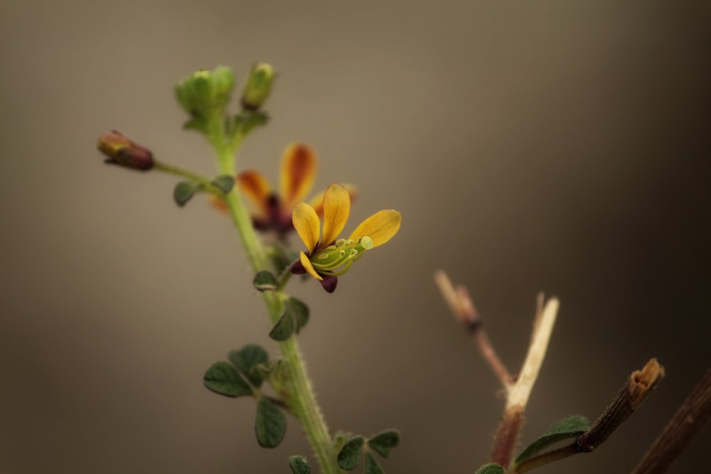 yellow flower in tilt shift lens