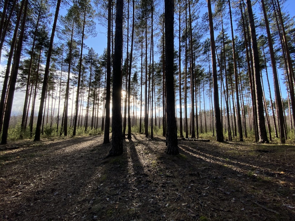 green trees on brown soil during daytime