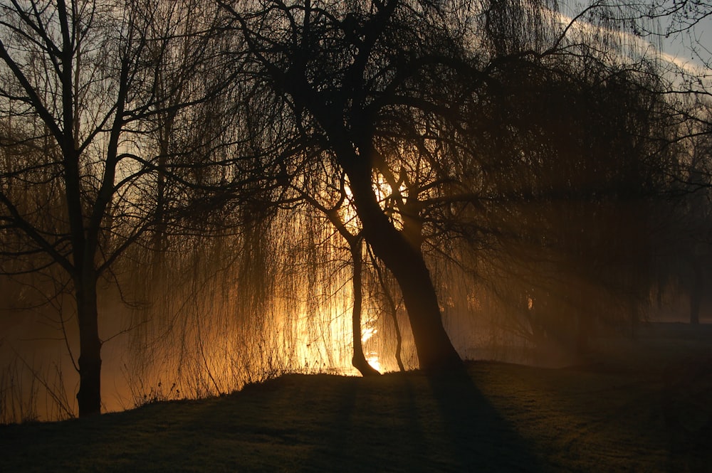 silhouette of bare trees during sunset