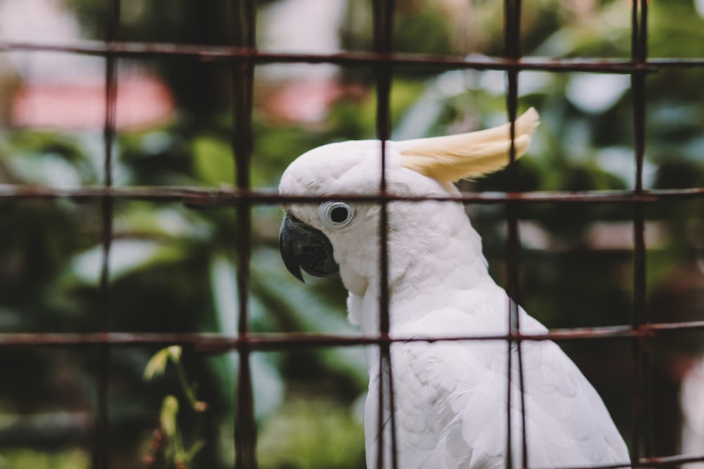 white and yellow bird in cage