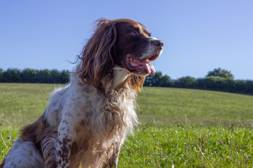 brown and white long coated dog on green grass field during daytime