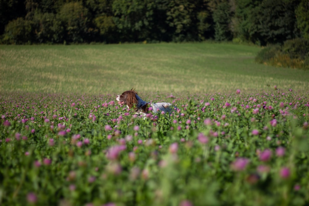 purple flower field during daytime