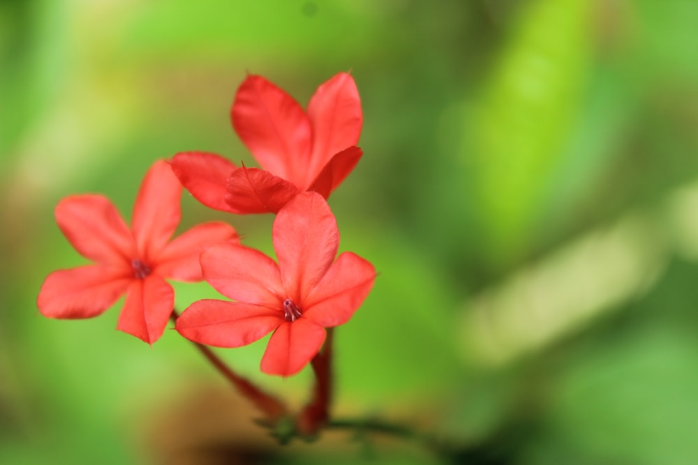 red flower in tilt shift lens