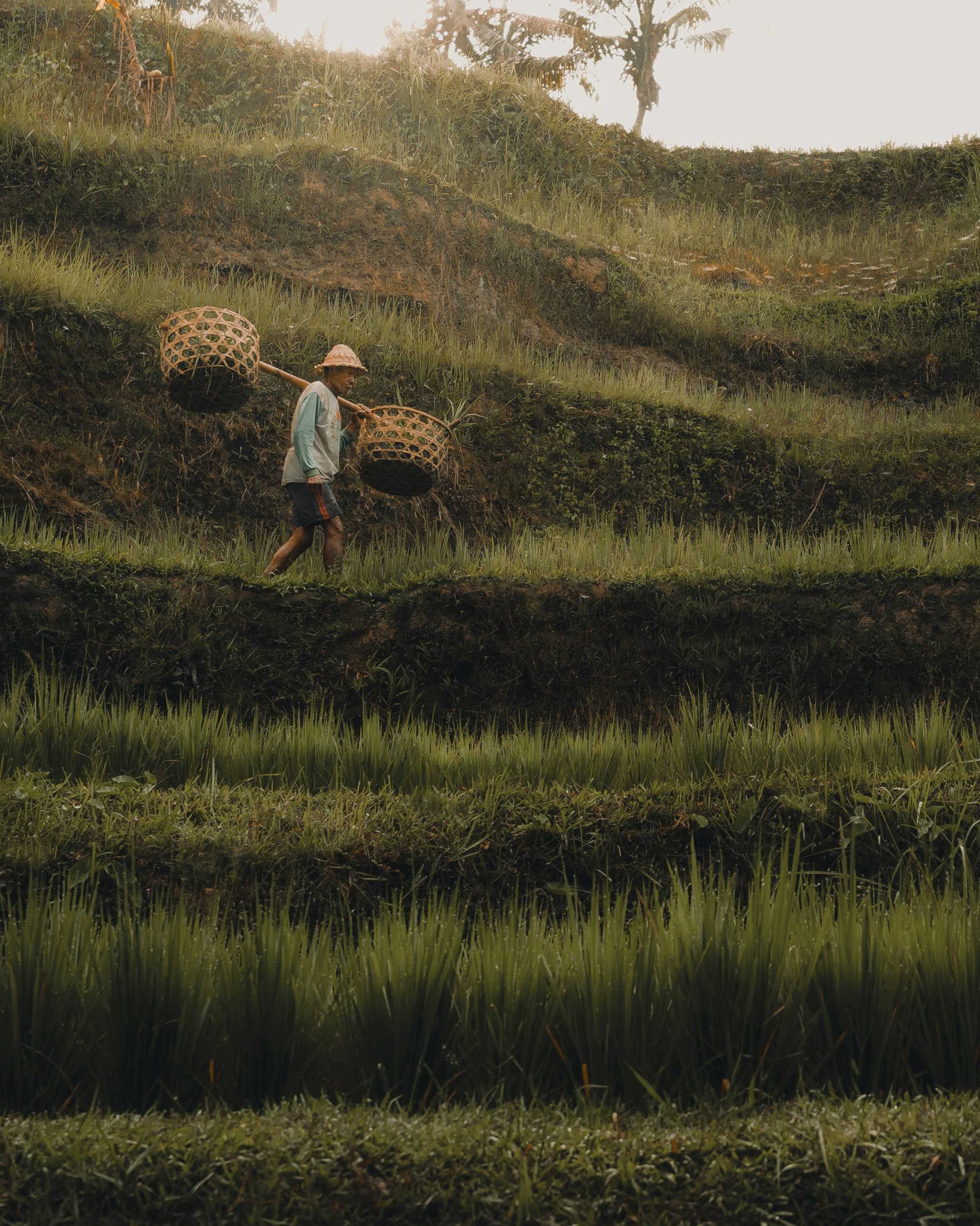 great photo recipe,how to photograph tegalalang rice terrace ; person in brown and white plaid shirt standing on green grass field during daytime