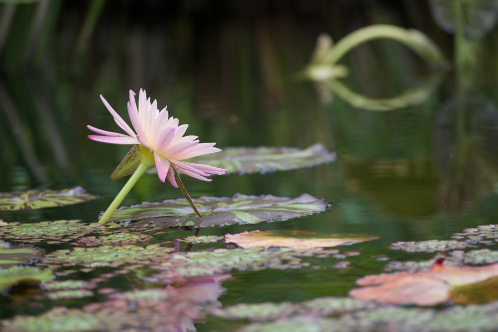 pink lotus flower on water