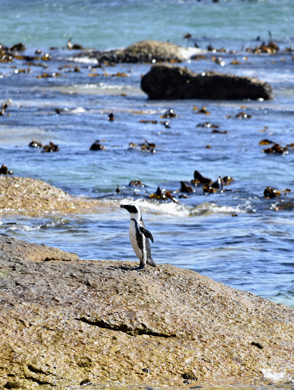 penguin on brown rock near body of water during daytime