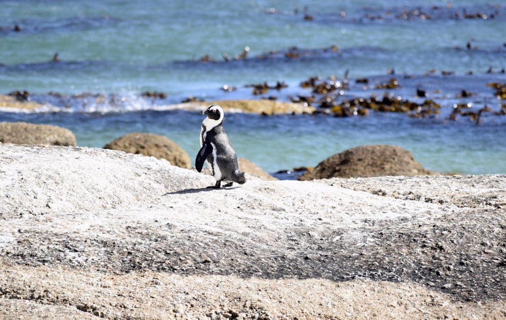 penguin on rock near body of water during daytime