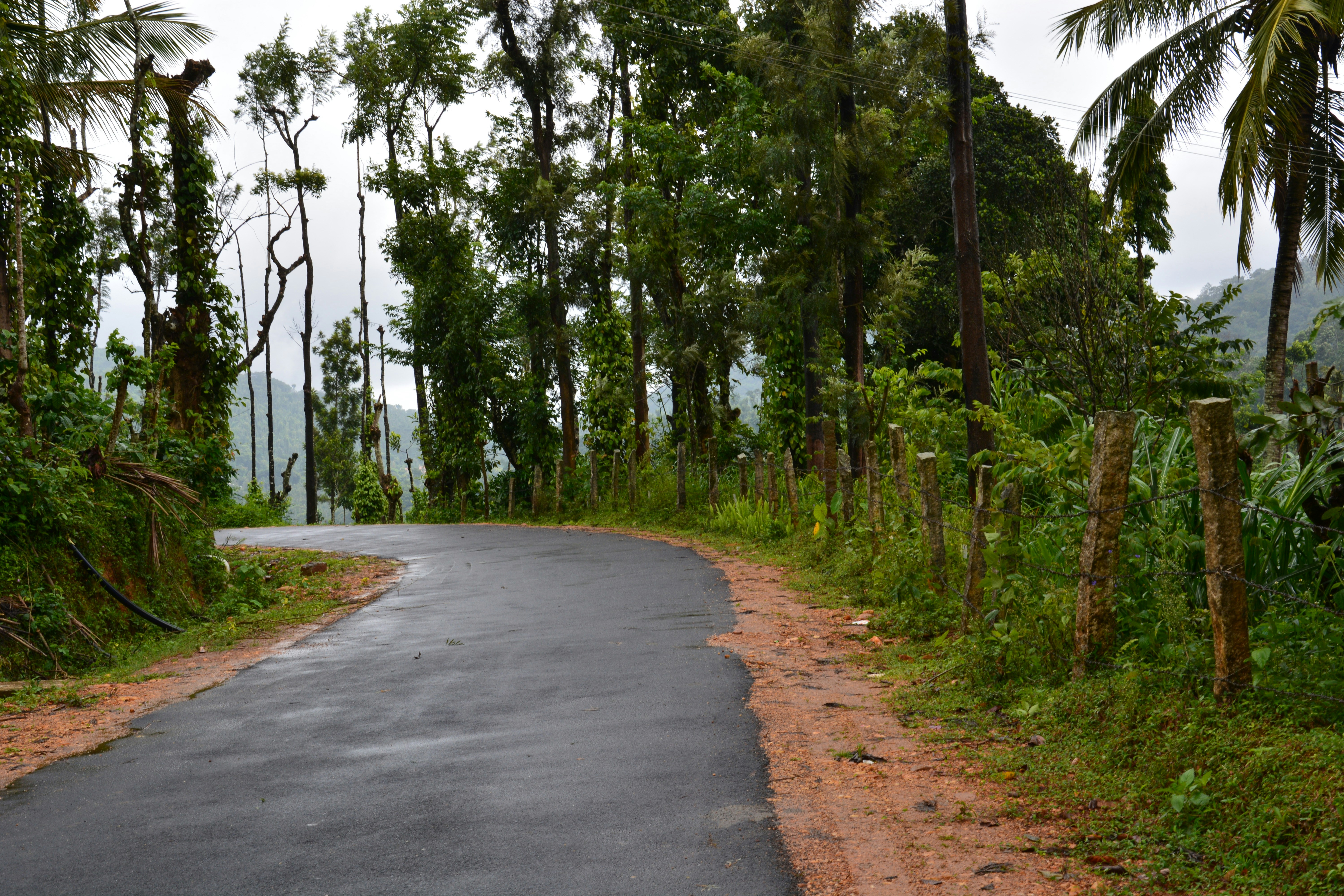 gray concrete road between green trees during daytime