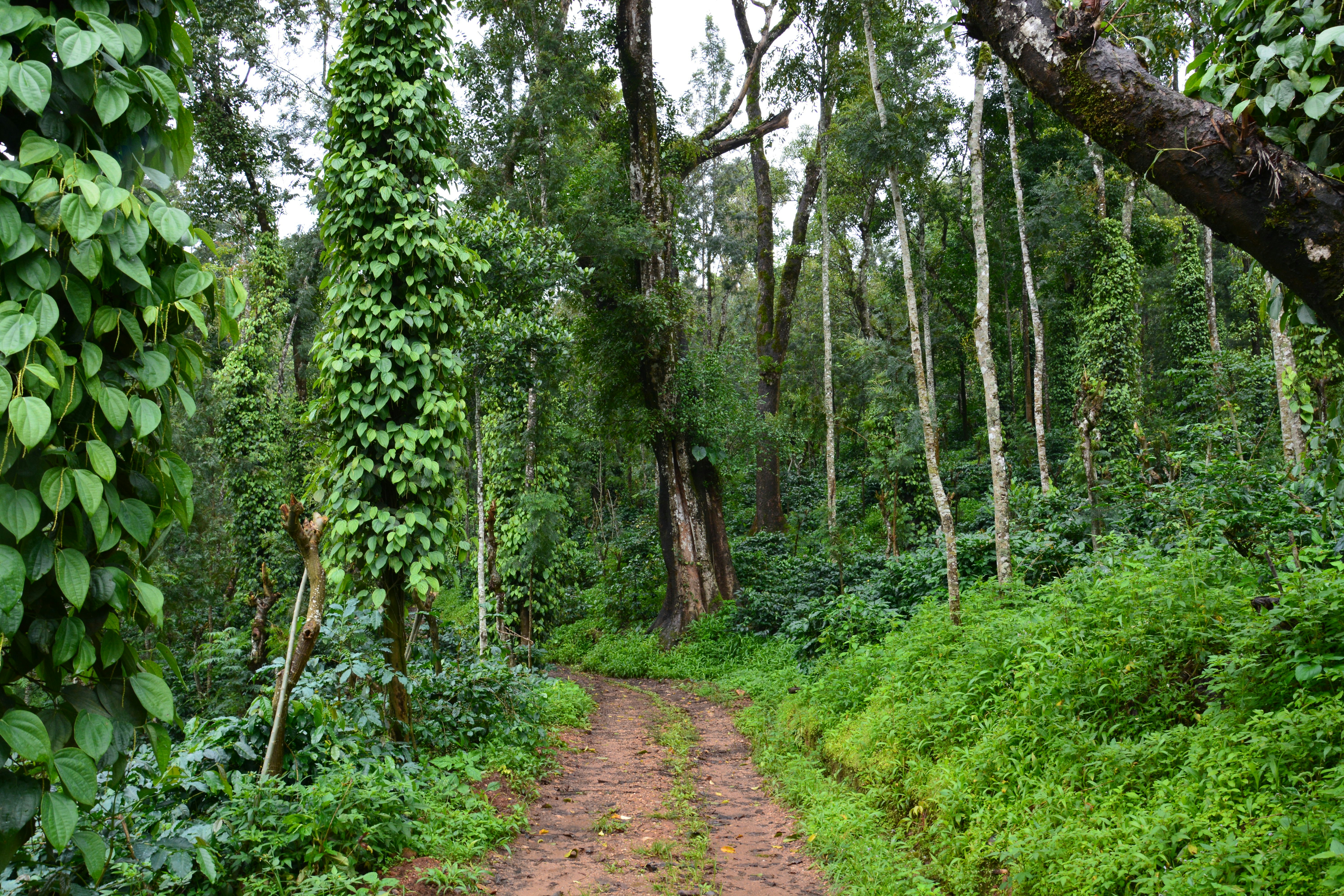 Photo by nagesh_ramamurthy