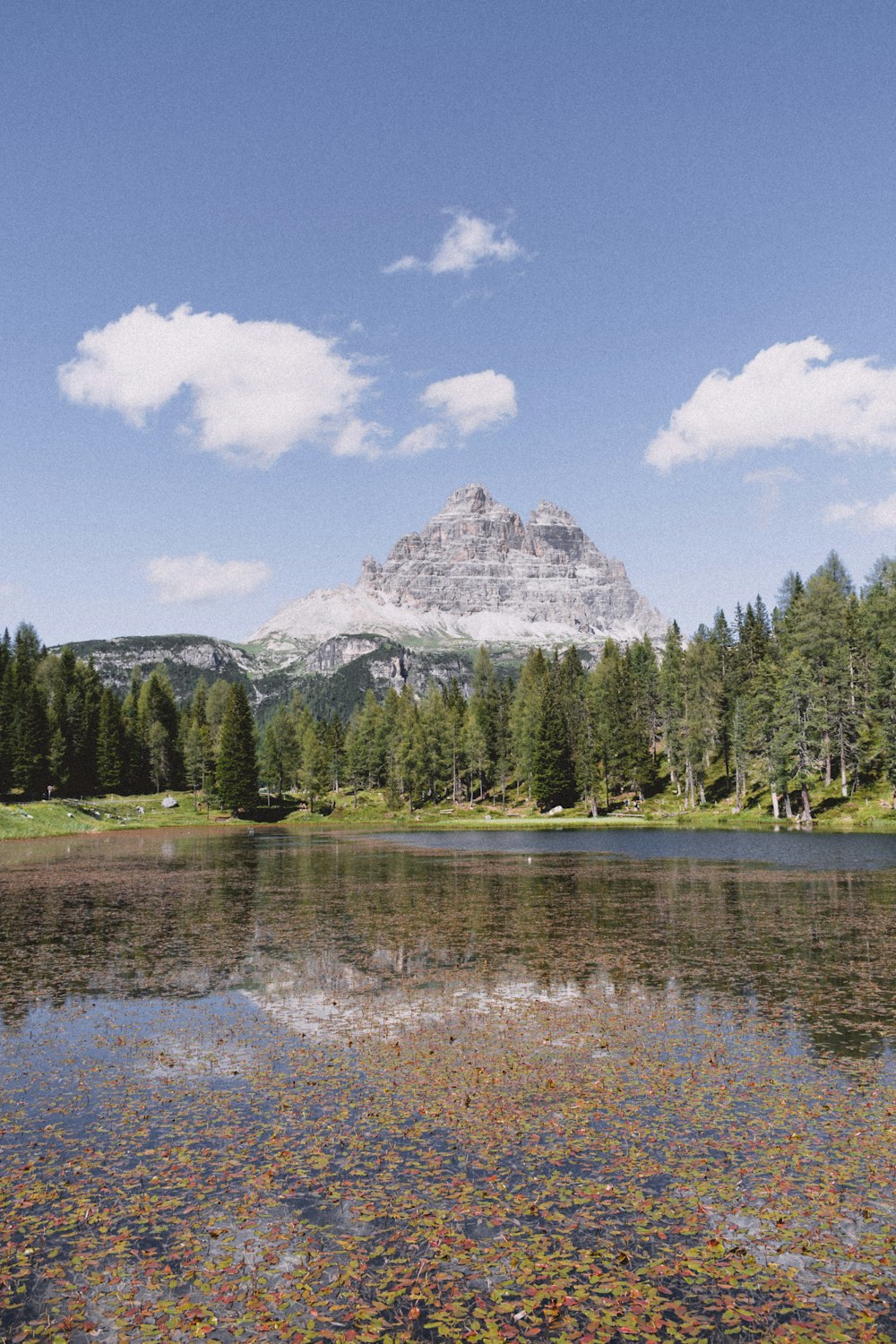 green trees near lake under blue sky during daytime