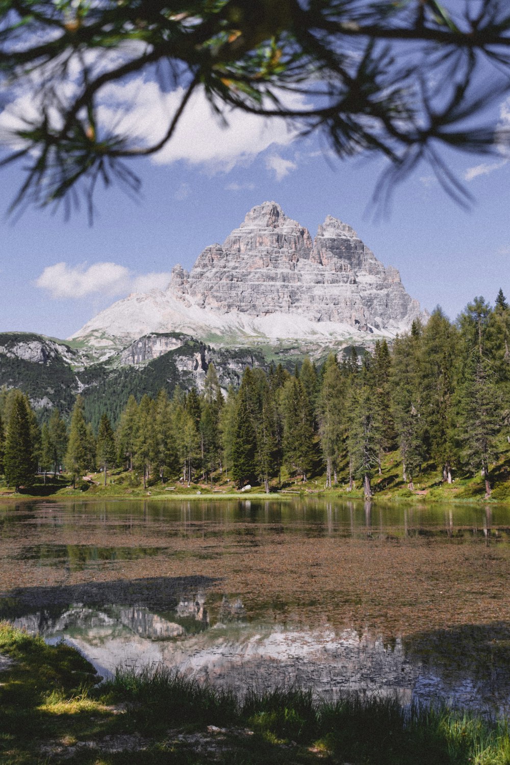 green trees near lake and snow covered mountain during daytime