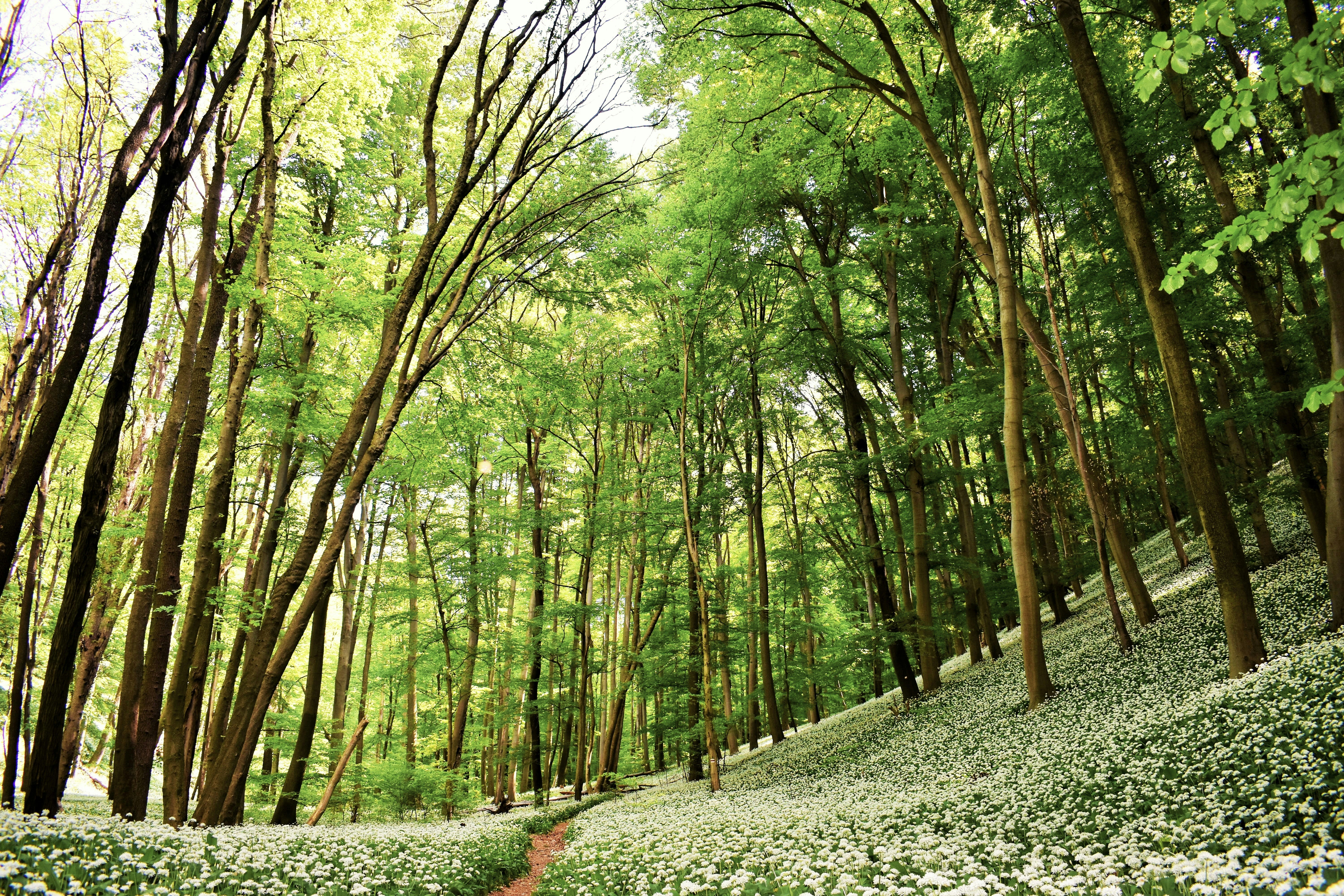 green trees on green grass field during daytime