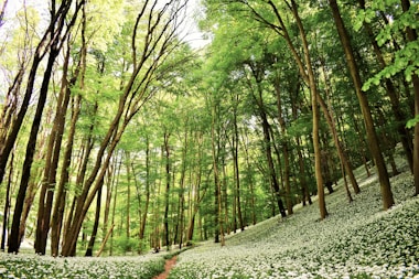 green trees on green grass field during daytime