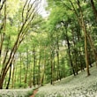 green trees on green grass field during daytime