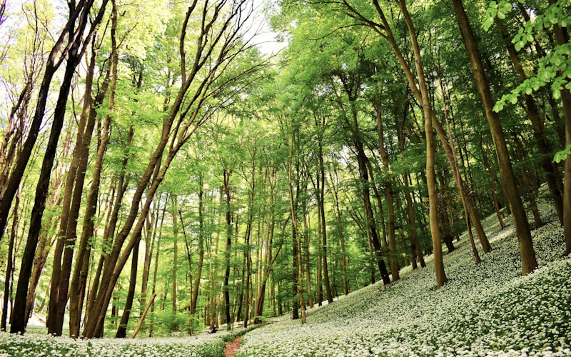 green trees on green grass field during daytime