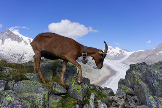 brown cow on rocky mountain during daytime in Eggishorn Switzerland