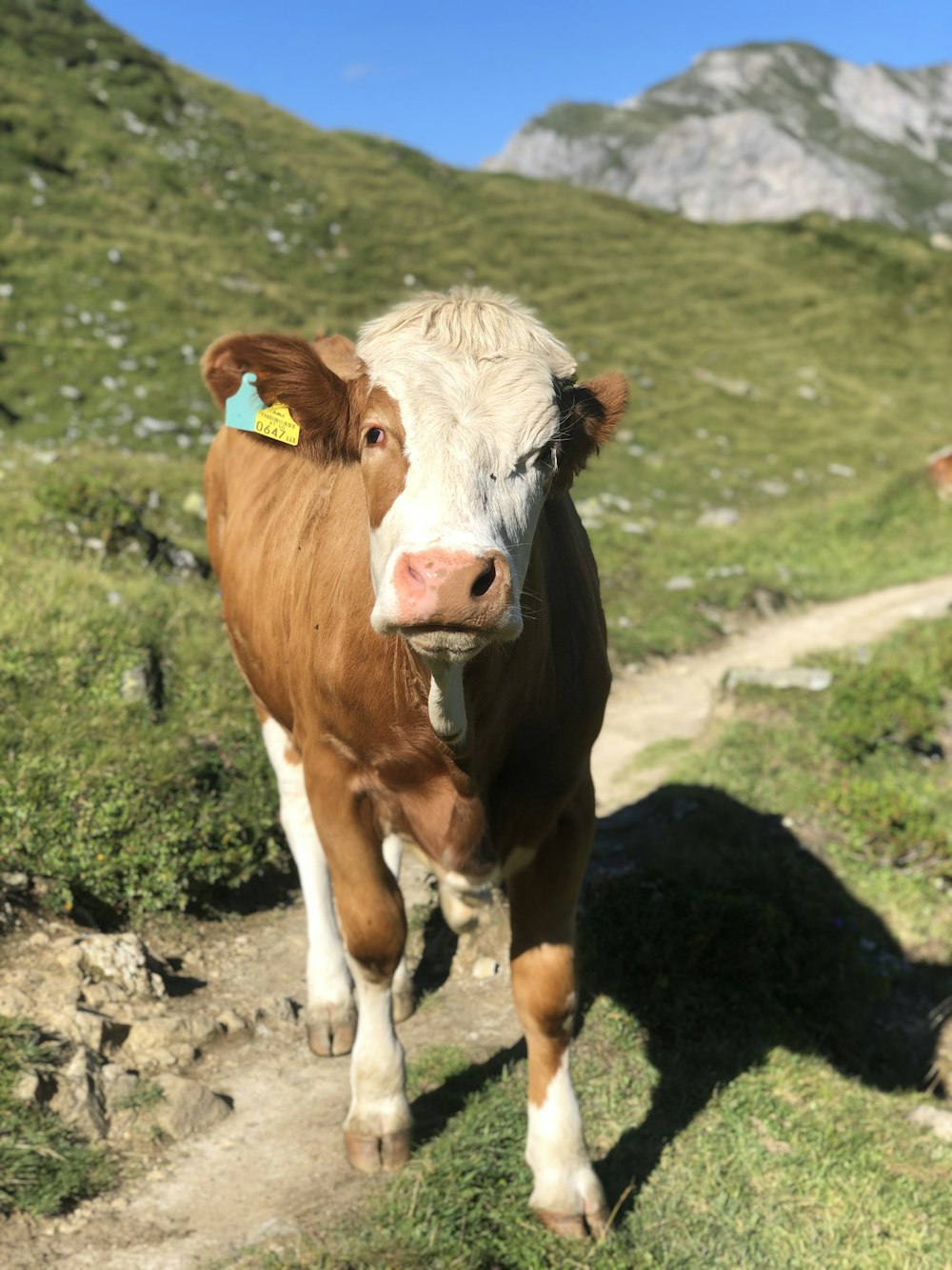 white and brown cow on green grass field during daytime