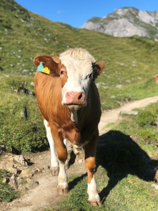 white and brown cow on green grass field during daytime in Gemeinde Forstau Austria