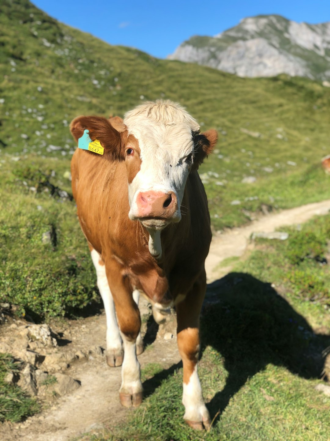 Ecoregion photo spot Gemeinde Forstau Hochkönig