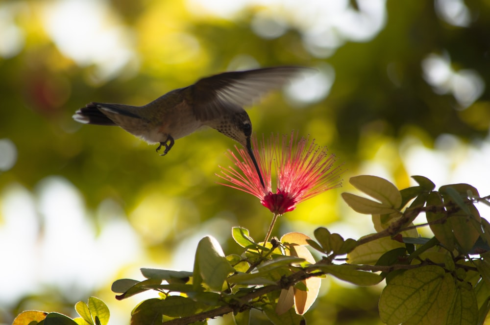 black and white bird flying over green leaves during daytime