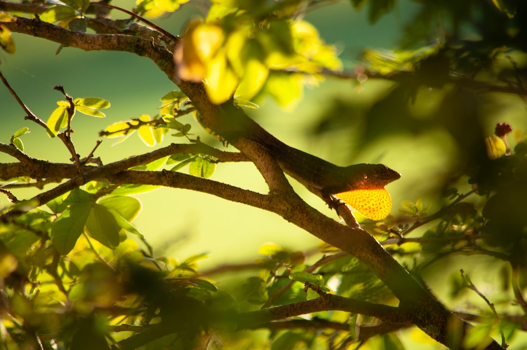yellow and green bird on tree branch during daytime