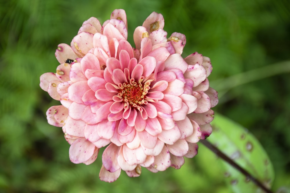 pink flower in tilt shift lens