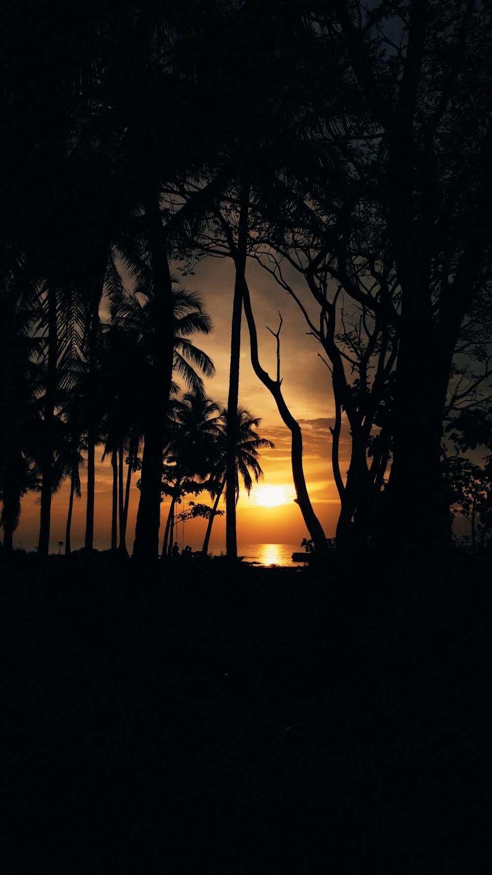 silhouette of palm trees during sunset