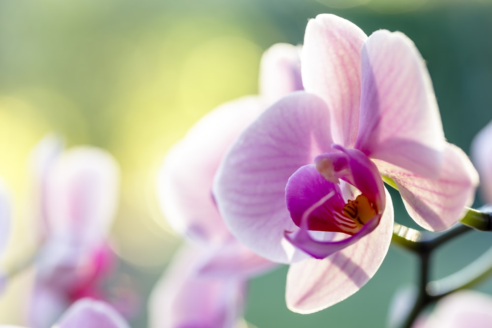 pink and white moth orchid in bloom during daytime