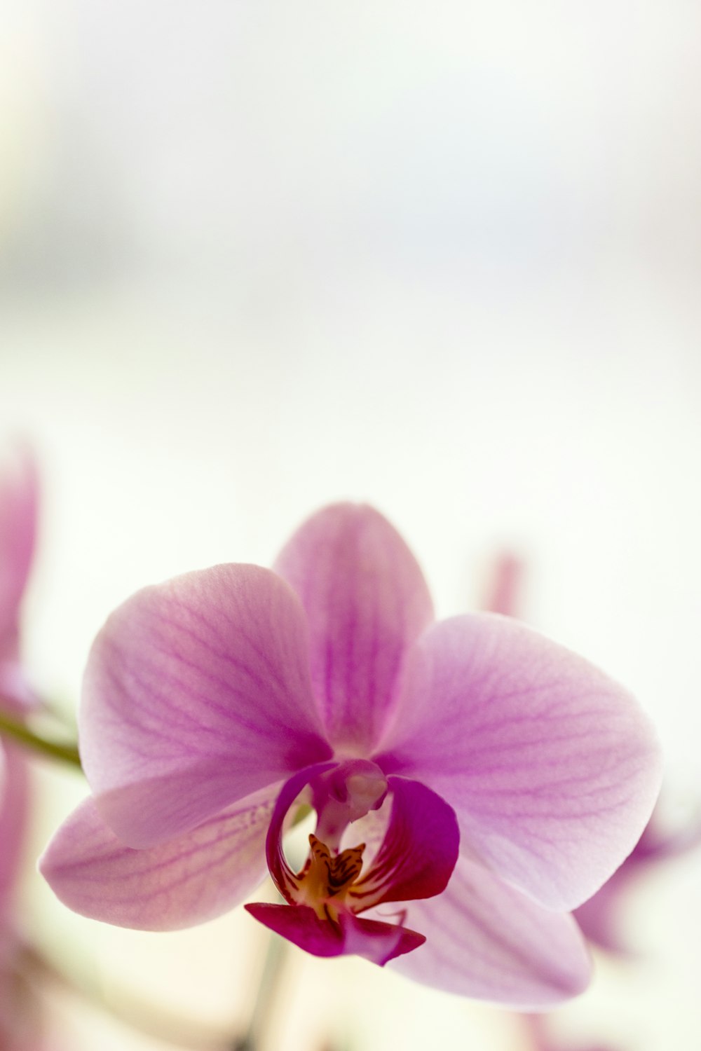 pink moth orchid in bloom during daytime