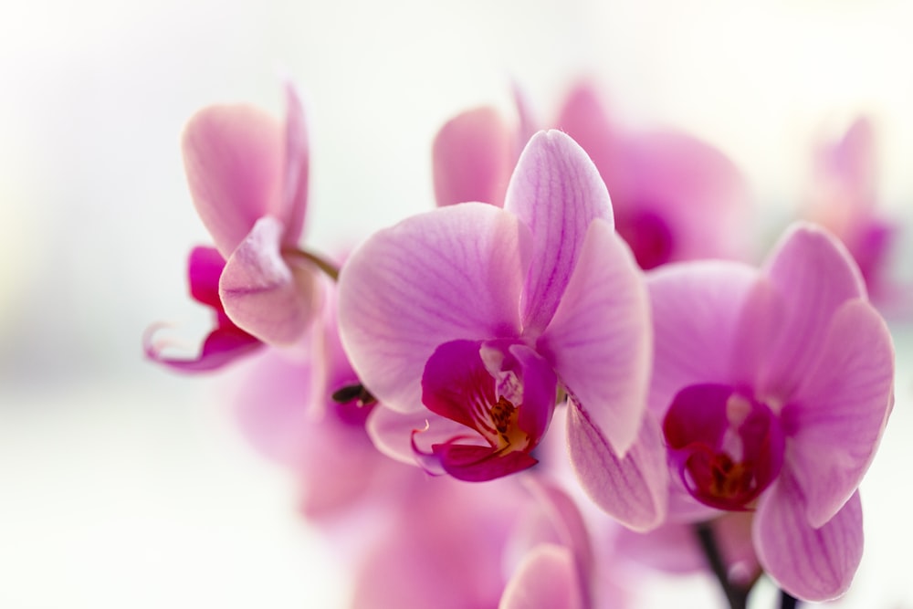 pink moth orchids in bloom close up photo