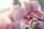 pink moth orchid in bloom in close up photography
