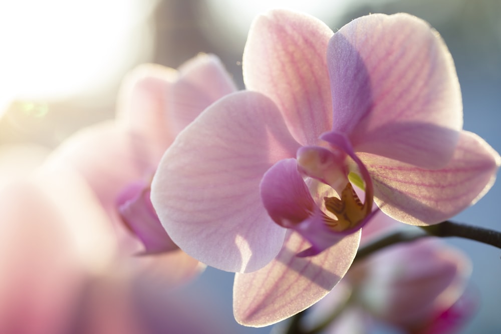 pink moth orchid in bloom in close up photography