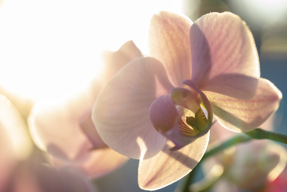 pink and white moth orchid in bloom during daytime