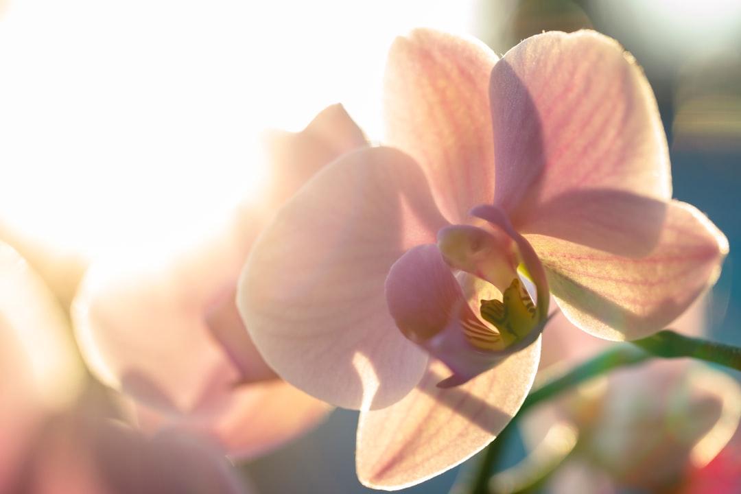 pink and white moth orchid in bloom during daytime