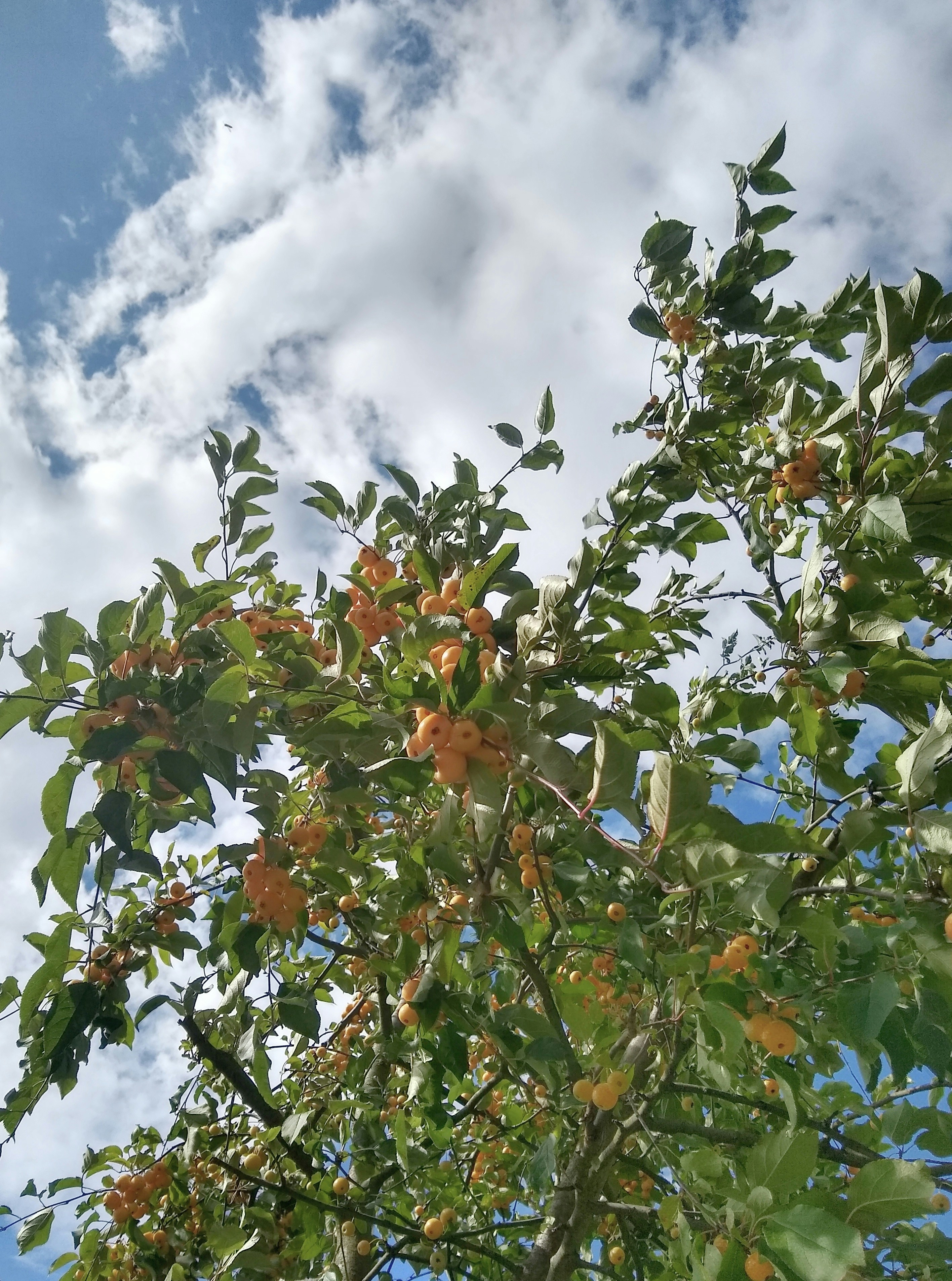 Como Transcender para Que a Abundância Flua em Você