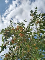 A lush tree filled with small, orange-yellow fruits set against a vibrant blue sky partially covered with fluffy white clouds. The leaves are abundant and healthy, contributing to a feeling of abundance and growth.